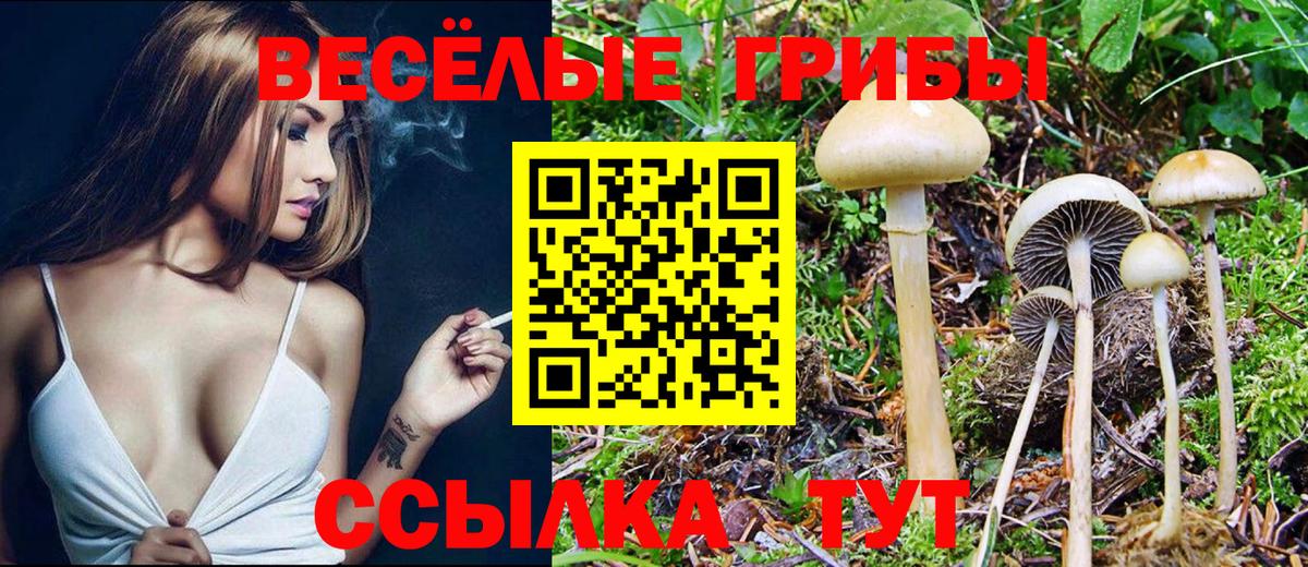 Миасс  Псилоцибиновые грибы Cubensis  Вход с VPN 